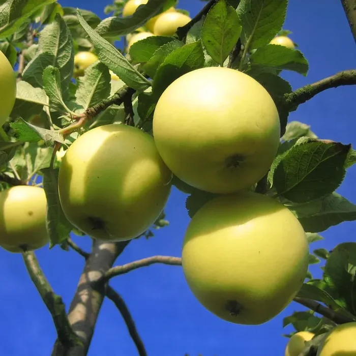 Gelber Edelapfel Herbstapfel aus England Hochstamm 180 cm Stamm wurzelnackt Unterlage Sämling