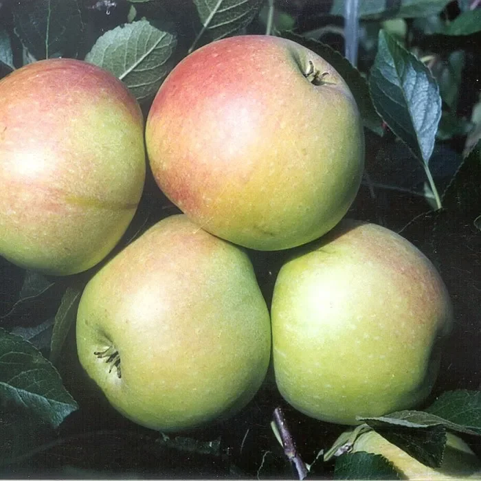 Gelber James Grieve – Sommerapfel