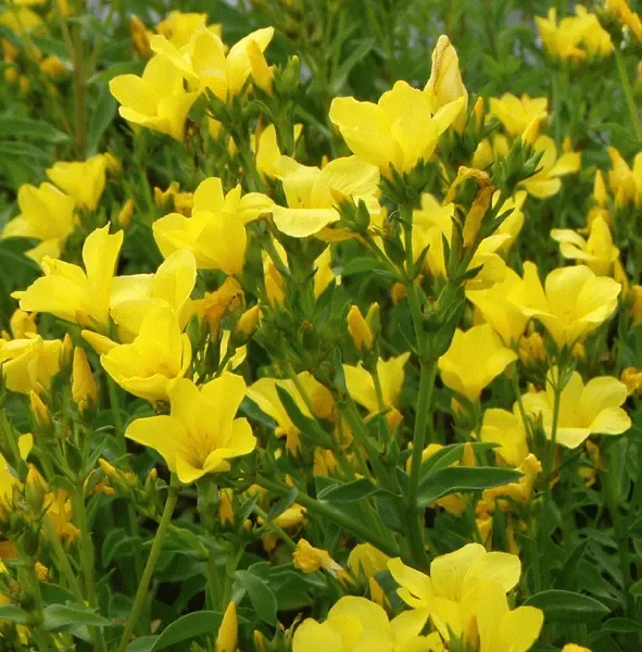 Gelber Lein (Linum flavum) „Bio“