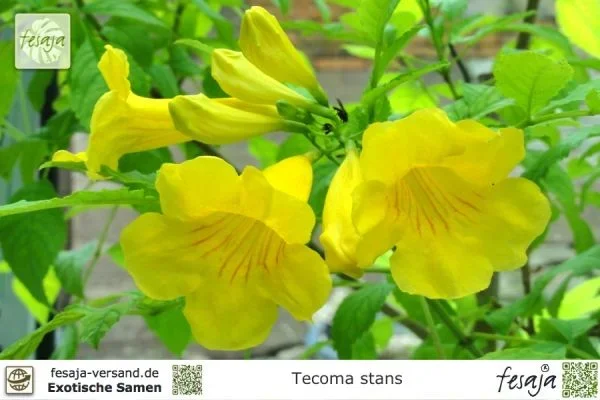 Gelber Trompetenstrauch, Tecoma stans