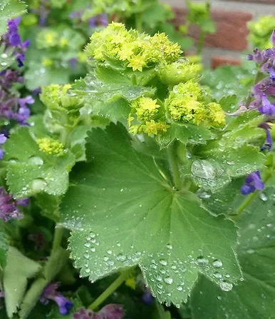 Gelbgrüner Frauenmantel (Alchemilla xanthochlora)