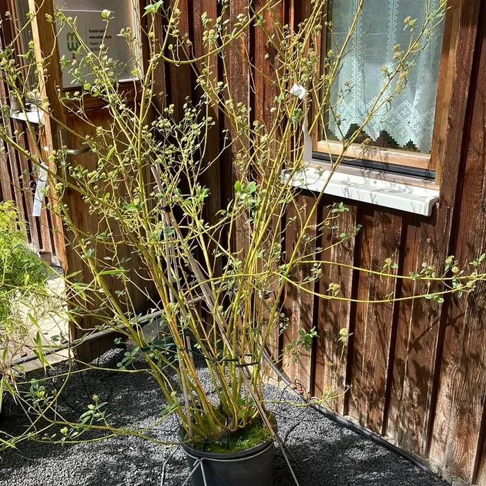 Gelbholz Hartriegel ‚Buds yellow‘