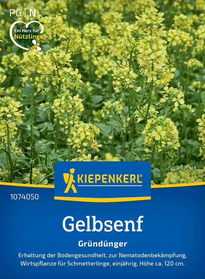 Gelbsenfsamen Weißsamiger Senf