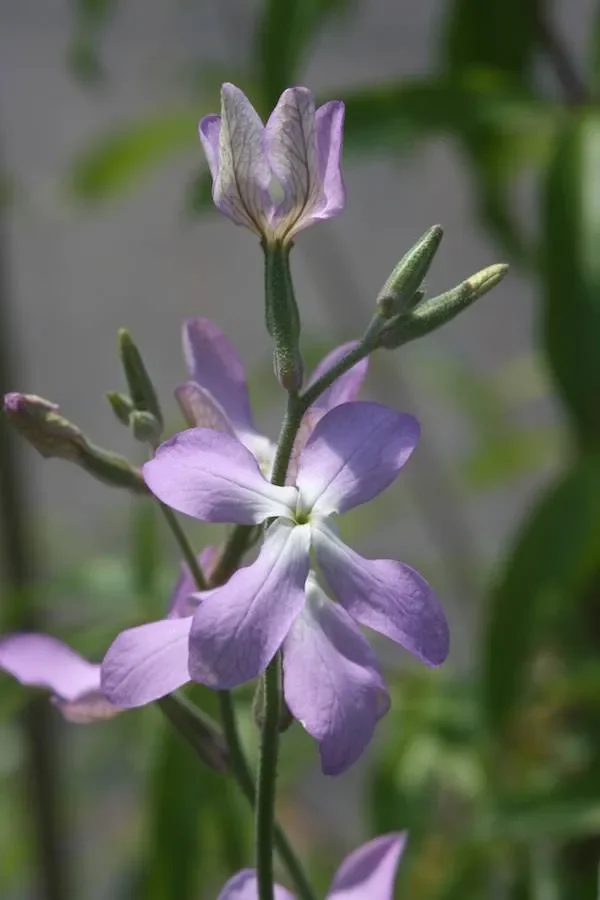 Gemshorn (Saatgut), Matthiola bicornis