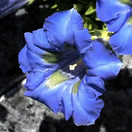 Gentiana Clusii