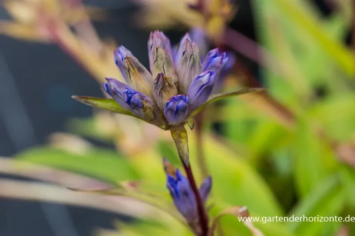 Gentiana dahurica