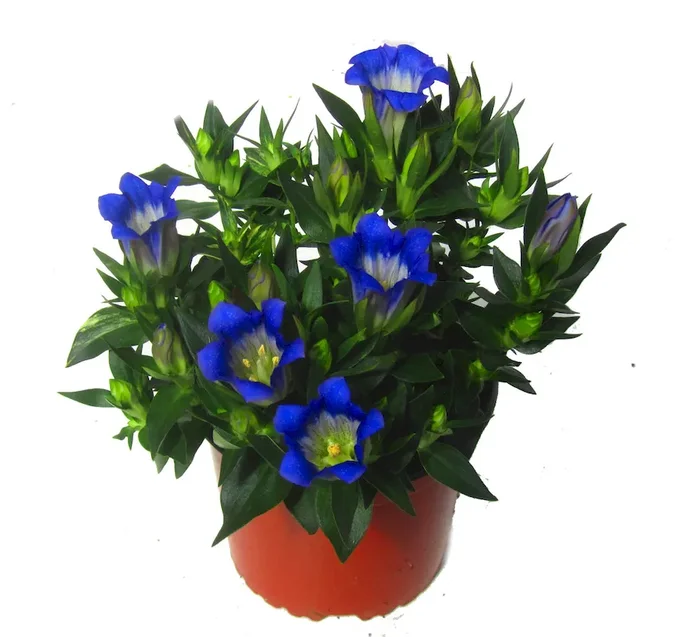 Gentiana scabra Rocky ‚Diamond‘ Japanischer Enzian