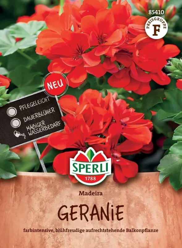 Geranie Madeira, rot mit langer Blütezeit