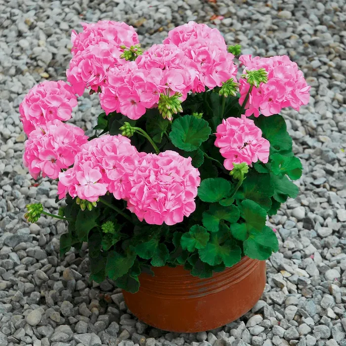 Geranie Sunrise® Goesta (Pelargonium) Bestellnummer 6609529