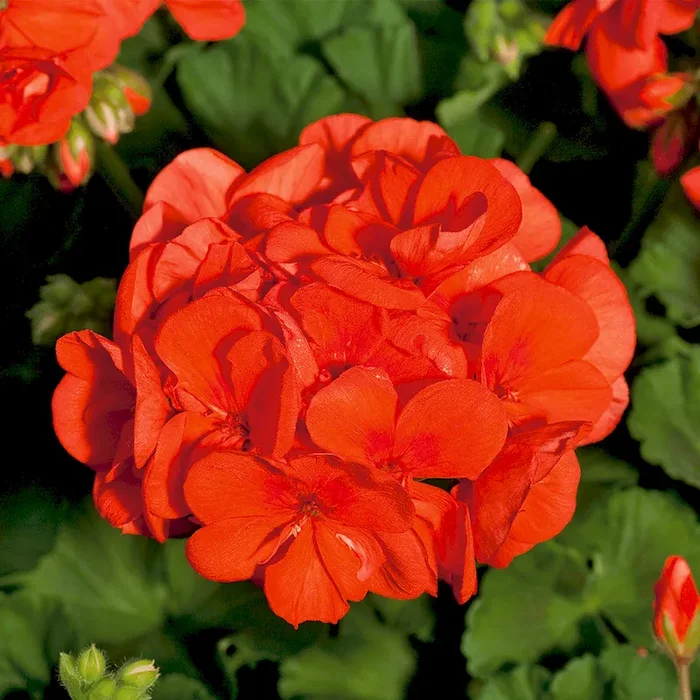 Geranie Sunrise® Mandarin (Pelargonium) Bestellnummer 6609486