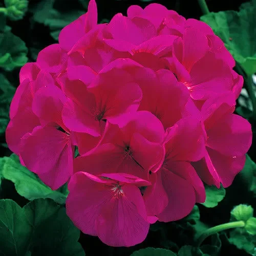 Geranium ‚Maverick Violet‘