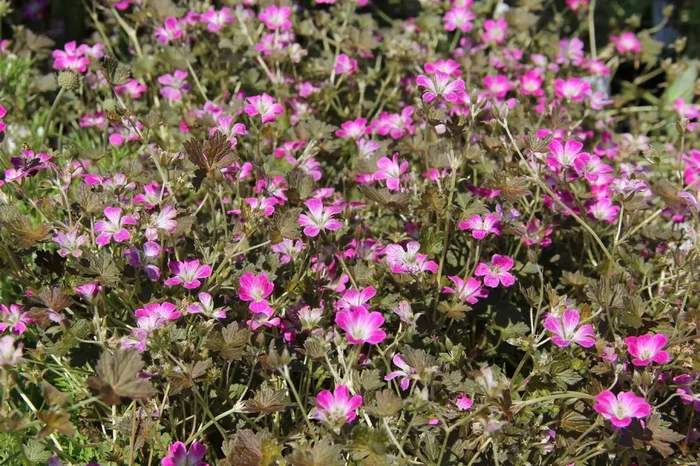 Geranium ‚Orkney Cherry‘ ® (Storchschnabel)