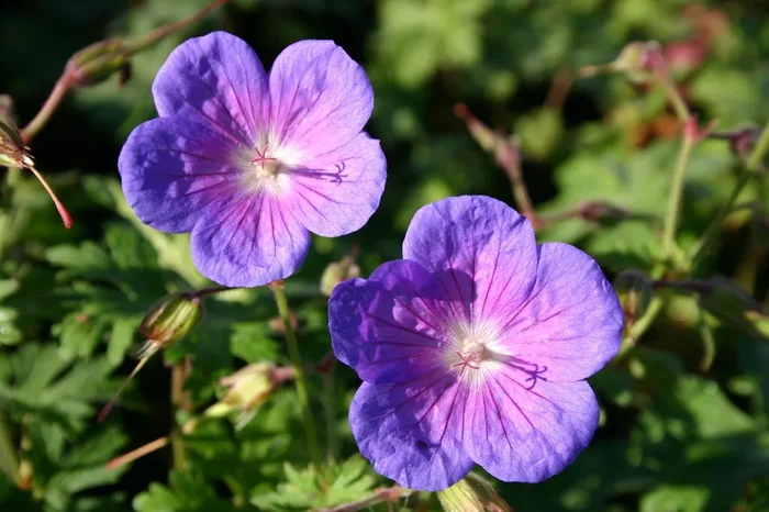 Geranium himalayense ‚Gravetye‘ (Himalaya-Storchschnabel)