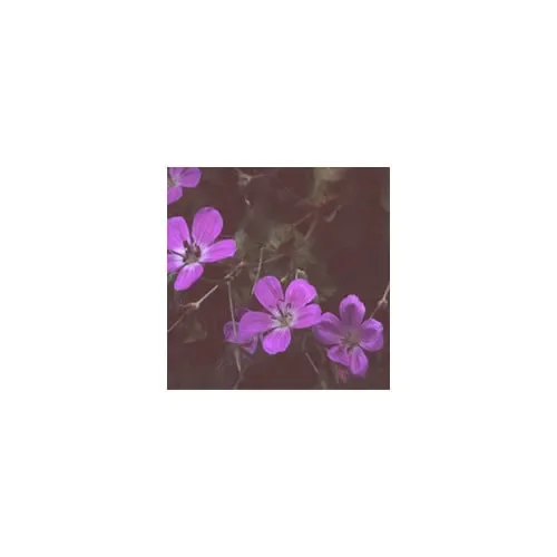 Geranium Koreanum
