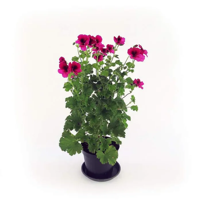 GERANIUM MACRANTA VASE 14CM