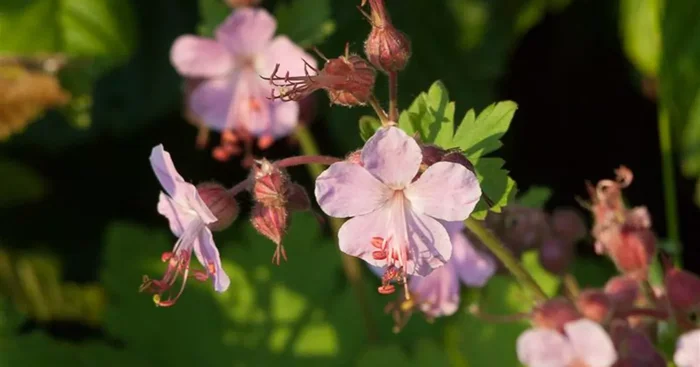 Geranium macrorrhizum ‚Camce‘