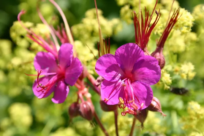Geranium macrorrhizum ‚Czakor‘ (Garten-Storchschnabel)