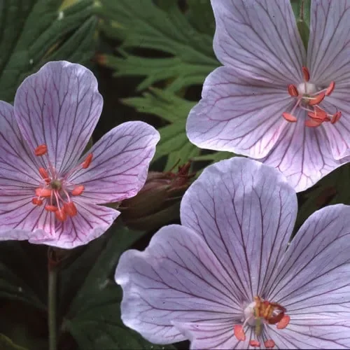 Geranium Pratense ‚Rose Queen‘