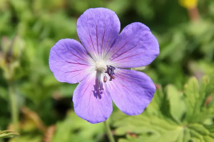 Geranium pratense (Wiesen-Storchschnabel)