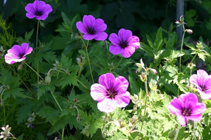 Geranium psilostemon ‚Ann Folkard‘ (Storchschnabel)