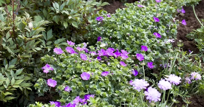 Geranium sanguineum ‚Max Frei‘
