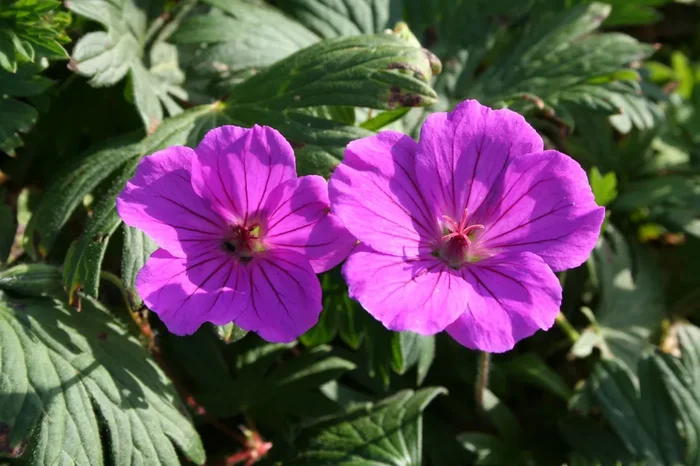 Geranium sanguineum ‚Tiny Monster‘ (Blutstorchschnabel)