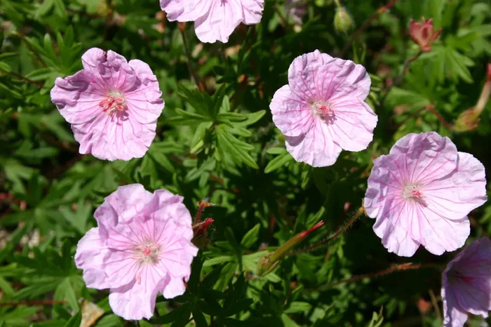 Geranium sanguineum var. striatum (Blut-Storchschnabel)