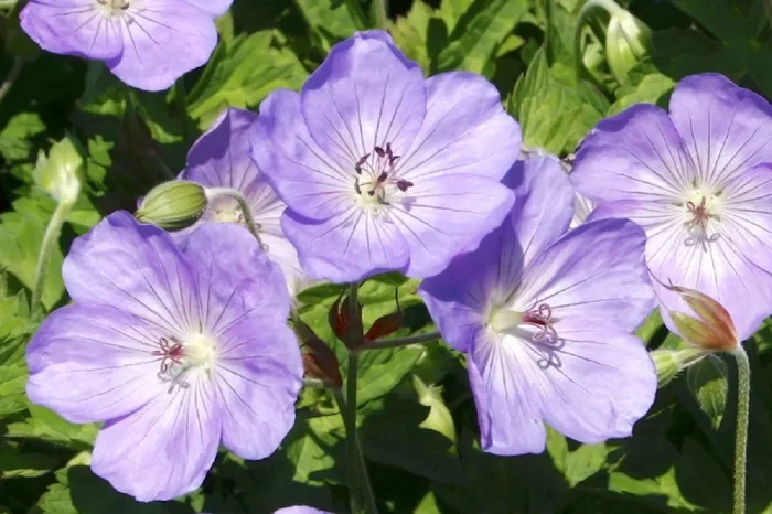 Geranium wallichianum ‚Azure Rush‘ ® (Storchschnabel)