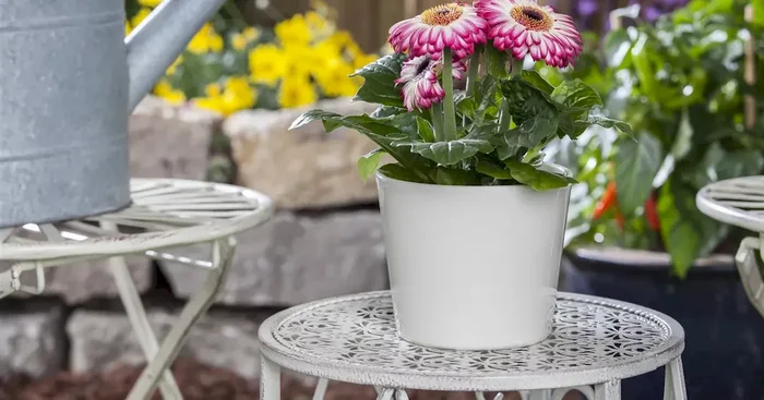 Gerbera Hybriden Sundayz