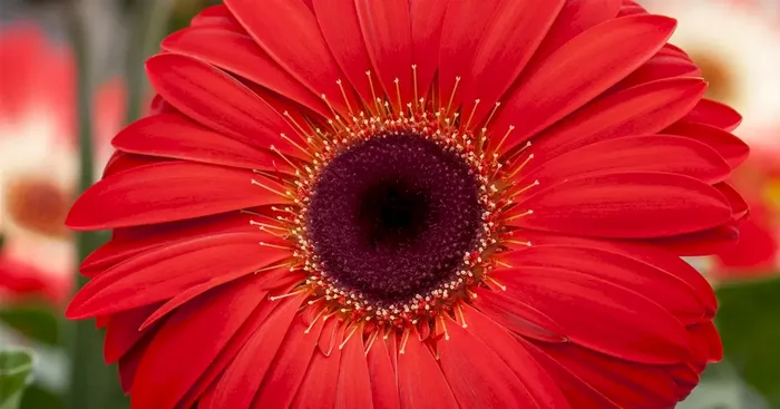 Gerbera patio beauty mix 2+fl.