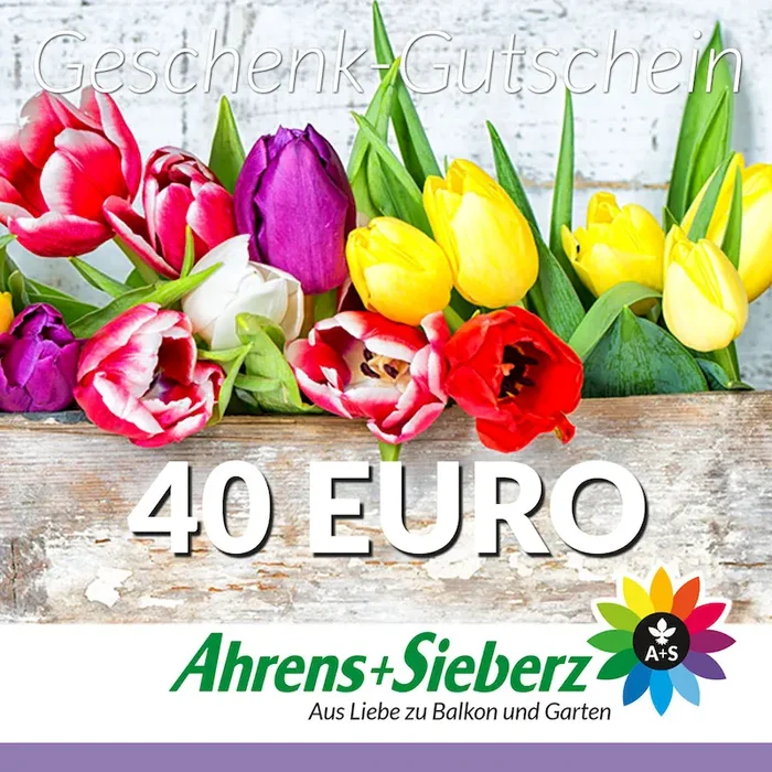 Geschenk-Gutschein, Wert 40 Euro Tulpen Bestellnummer 9999834