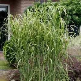 Gestreiftes Riesen-Chinaschilf (Miscanthus giganteus) Aligator