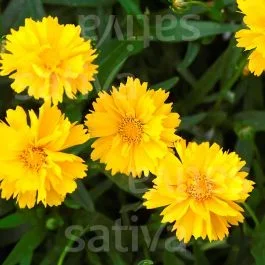 Geum chiloense ‚Goldball‘ – Geum chiloense