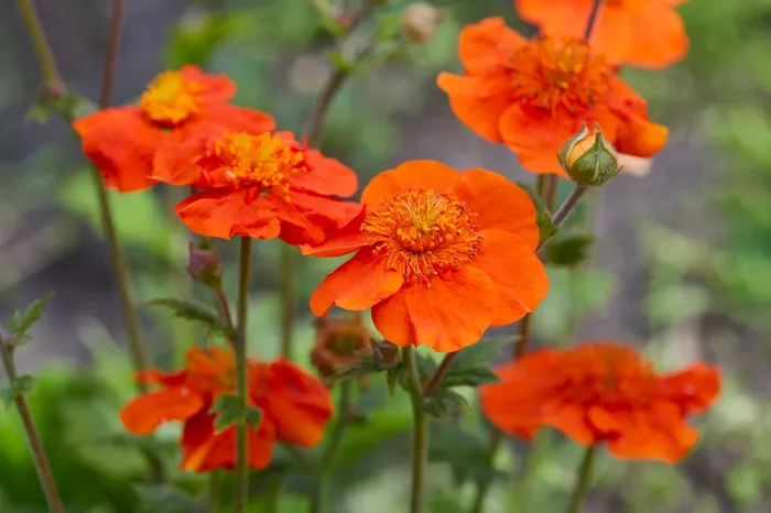 Geum coccineum – Nelkenwurz