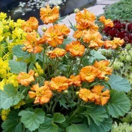 Geum coccineum Borisii 15cm