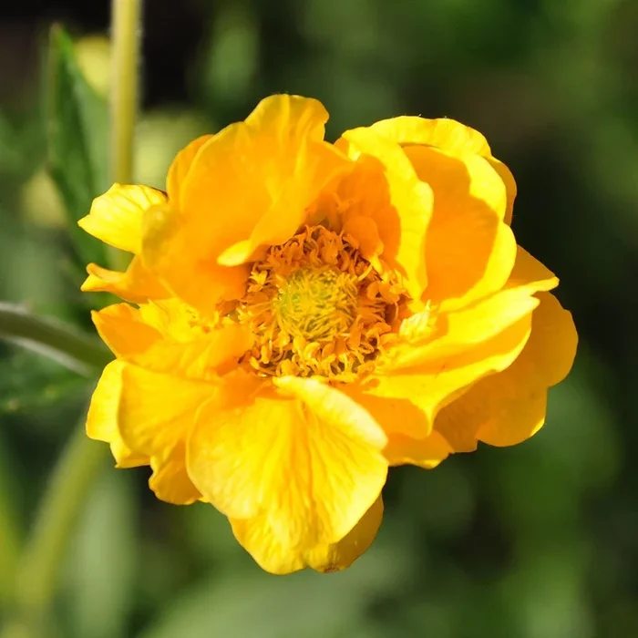 Geum cultorum