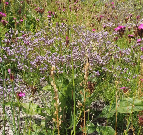 Gewöhnlicher Strandflieder (Limonium vulgare) „Bio“