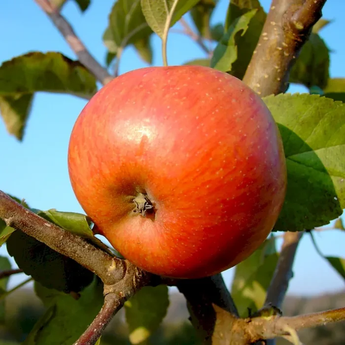Gewürzluiken Mostapfel Regionalsorte aus Württemberg Hochstamm 180 cm Stamm wurzelnackt auf Sämling
