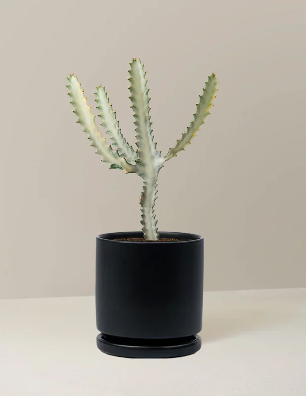 Ghost Cactus