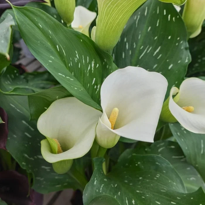 Giant White Calla Lily