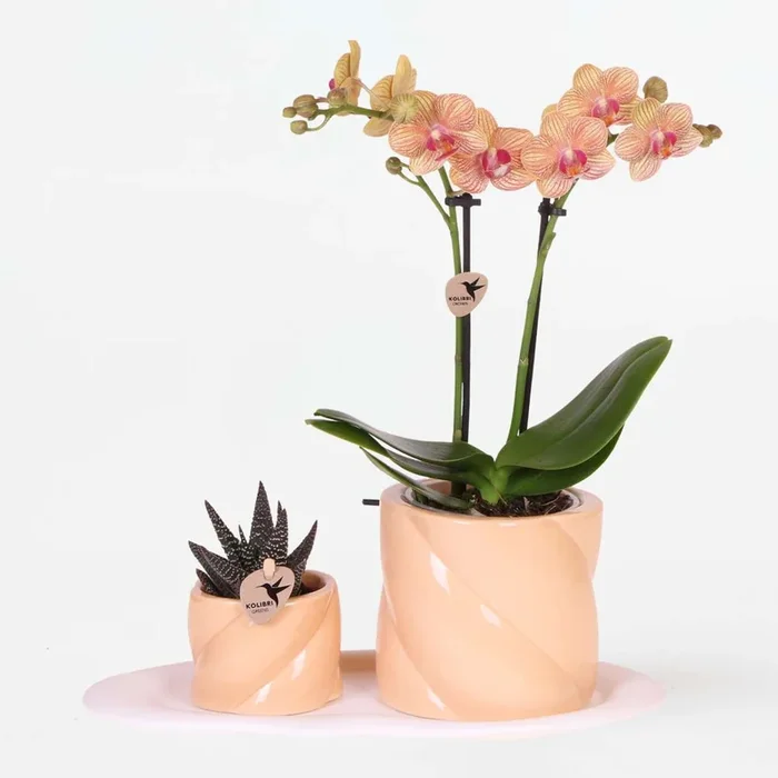 Gift set orchid ‚Orange S‘ – Phalaenopsis