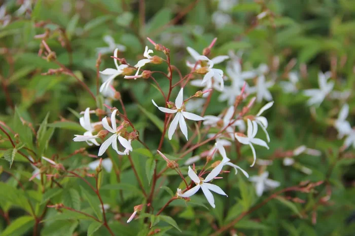 Gillenia trifoliata (Dreiblattspiere)