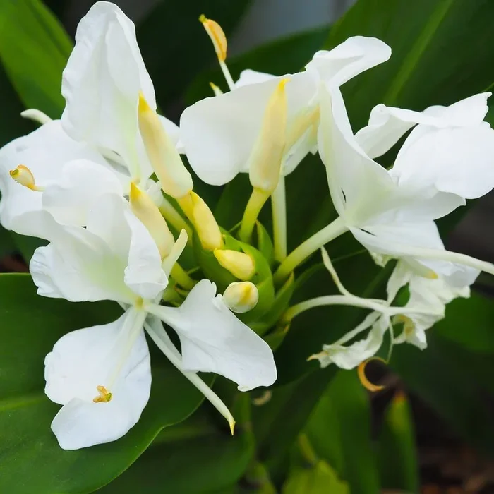 Ginger Lily Flower Plant – White