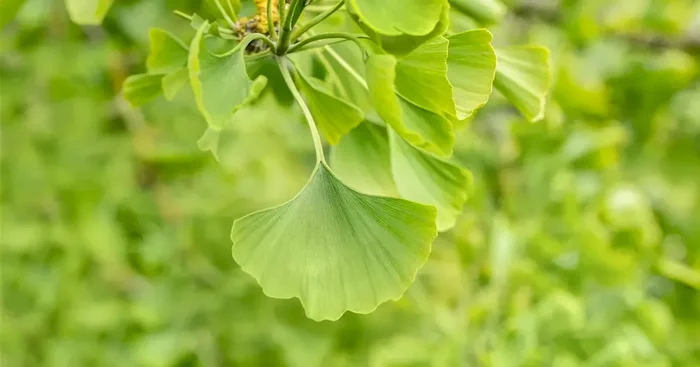 Ginkgo bil. ‚Horizontalis‘