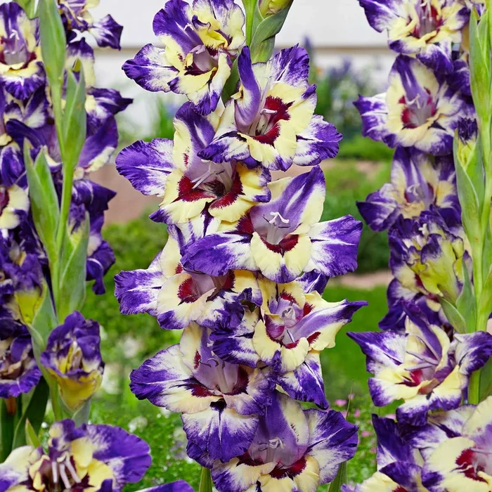 Gladiole ‚Circus Club‘ (x25)