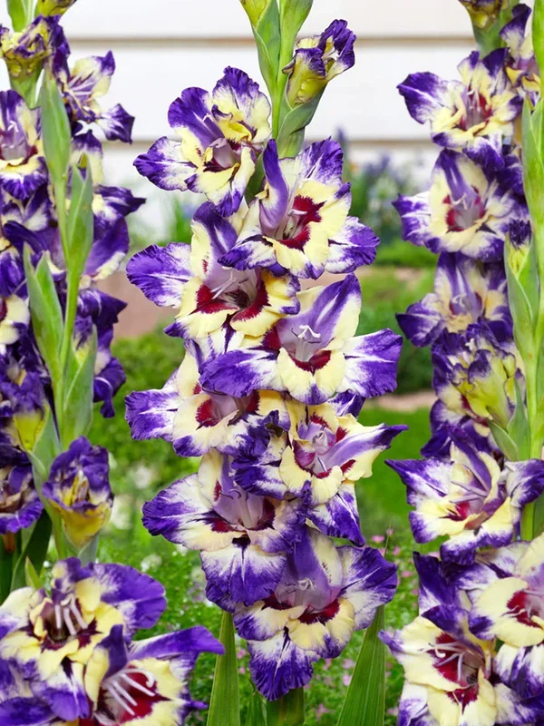 Gladiole Circus Color