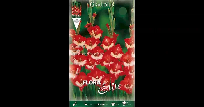 Gladiole Mademoiselle de Paris