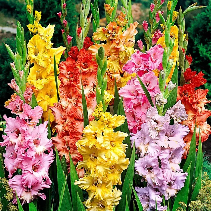 Gladiole Mischung ‚Parkiet‘ (x25)