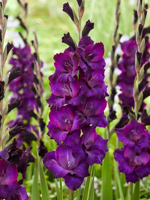 Gladiole Mombasa