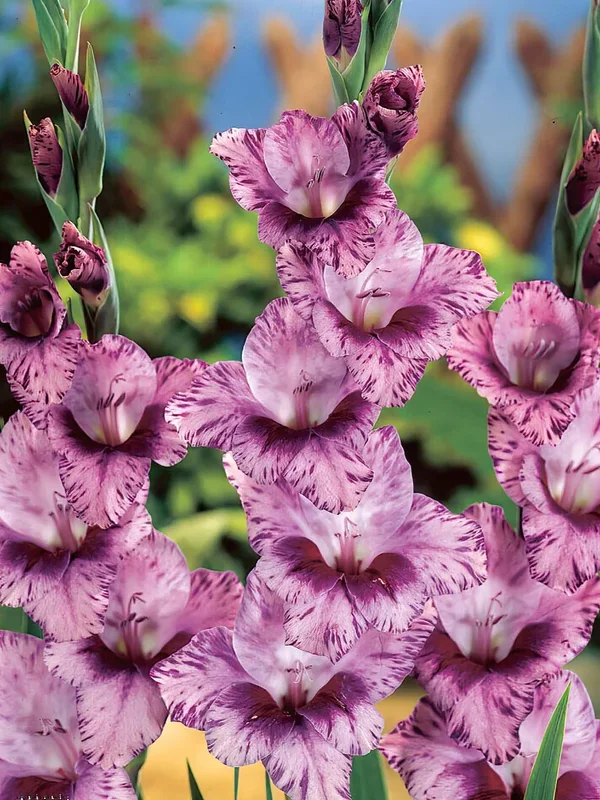 Gladiole Passos
